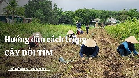 Hướng dẫn cách Trồng Cây Dòi Tím (Cây Thuốc Dòi)