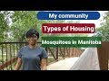 My community, types of housing, mosquitoes in Manitoba