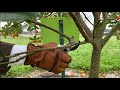 How To Prune Citrus Trees