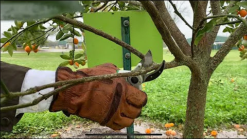 How To Prune Citrus Trees