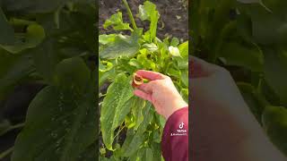 Калла эфиопская