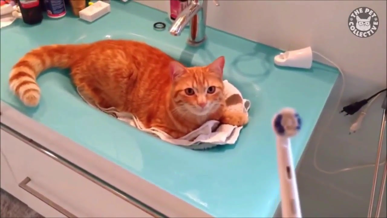 cats are so funny you will die laughing funny cats compilation most