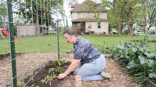 Variety is the Spice of Life - Using Intercropping to Companion Plant with Tomatoes! by 6 Hearts on 6 Acres 956 views 11 days ago 10 minutes, 36 seconds