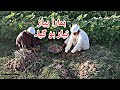 Onion harvester in Pakistan Village Punjab ہمارا پیاز تیار ہو گیاMozzam Saleem