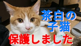 【保護猫】としおが2ヶ月ぶりに兄妹と再会茶白の子猫を保護しました