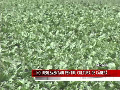 Video: Sternul De Cânepă - Cultivare și Utilizare