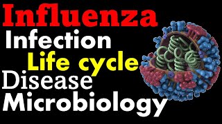 Influenza virus structure, infection and replication