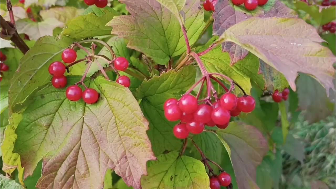 Когда собирать калину красную на урале. Калина собранная. калина когда собирать.