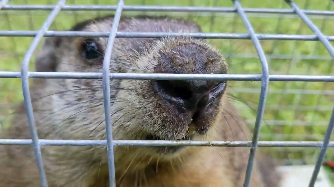 Chill Trapped Groundhog Sniffing About - YouTube
