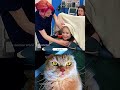 Try Not to Laugh Challenge 479 #cat #funny #viral #reaction