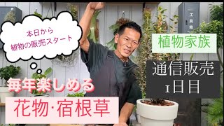 植物家族　社長おすすめの植物  季節の花物  宿根草　通信販売　１回目　スタート　岐阜農場から　お届けします　【おうちでガーデニング】開花園チャンネル