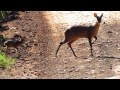 veado catingueiro atravessando estrada com filhote