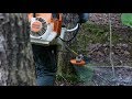 Felling Large Tree With Brush Cutter