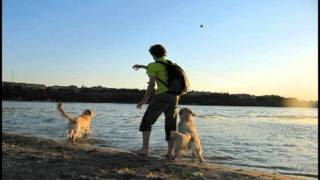 golden-retriever-happiness.avi golden-retriever-happiness.avi