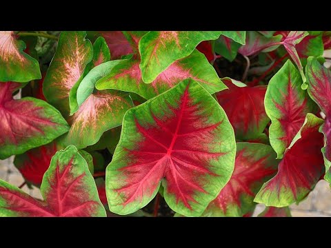 How to Grow Bulbs of Caladium / Elephant Ear Plant