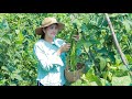 Pick Long Bean From Family Farm For Curry Recipe - Cooking With Sros