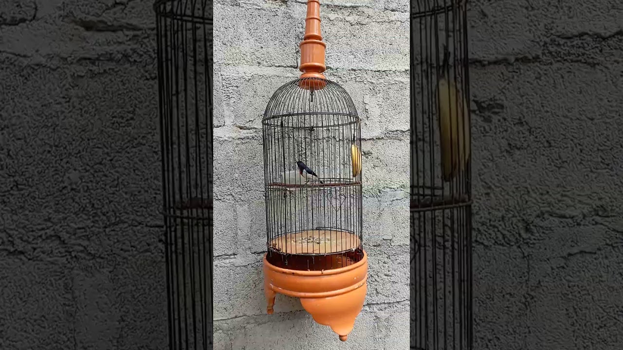 Bangcit/ kamplade/ talokan, SUMBAWA