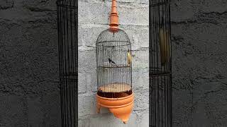 Bangcit/ kamplade/ talokan, SUMBAWA