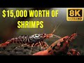 15000 shrimp tank a look inside the most expensive shrimp aquarium