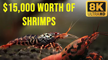 $15,000 Shrimp Tank: A Look Inside the Most Expensive Shrimp Aquarium