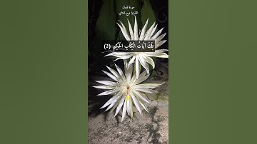 آية ٢ "تلك آيات الكتاب الحكيم" من سورة لقمان