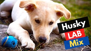 Husky Labrador Mix-breed – A Complete Guide To The Huskador Dog | Should you Get? by Little Paws Training 5,155 views 1 year ago 8 minutes, 37 seconds