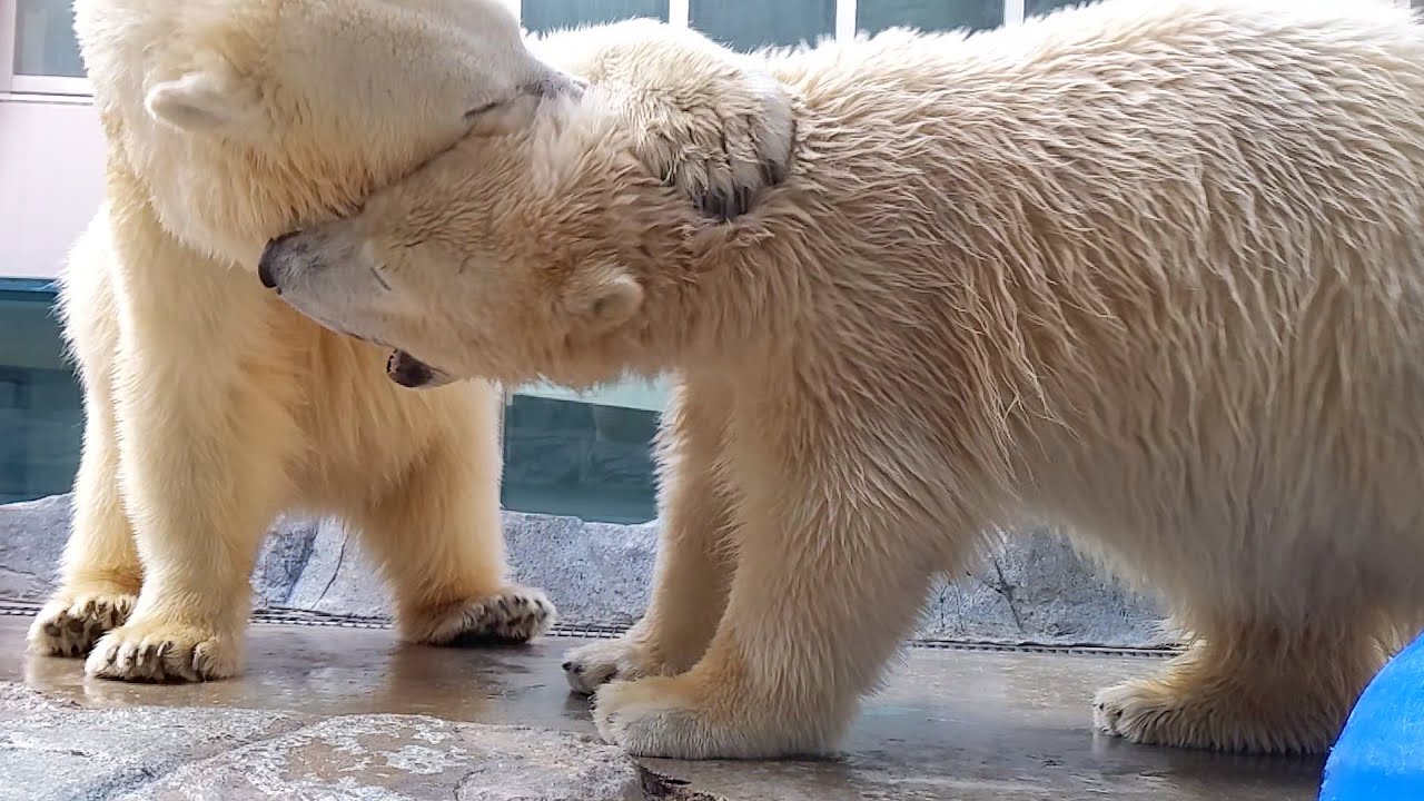 間近で見るホッキョクグマ親子の取っ組み合い - YouTube