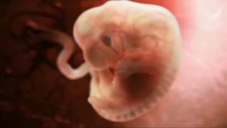 Wie lange sind Eizellen und Spermien befruchtungsfähig?