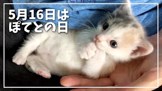 Poteto's day on May 16th!  I recall the cutest kitten  I met her for the first time