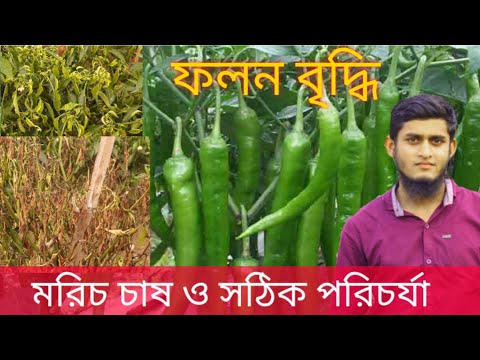 ভিডিও: মরিচের জন্য অ্যামোনিয়াম: বেল মরিচ কি জল দেওয়া যায়? গ্রিনহাউসে কীভাবে মরিচ খাওয়ানো যায়? কীটপতঙ্গ থেকে অ্যামোনিয়া দিয়ে চিকিত্সা