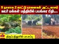 2 wild elephants on the rampage for 5 days.. Terrible panic among the villagers - excitement in Tiruppathur