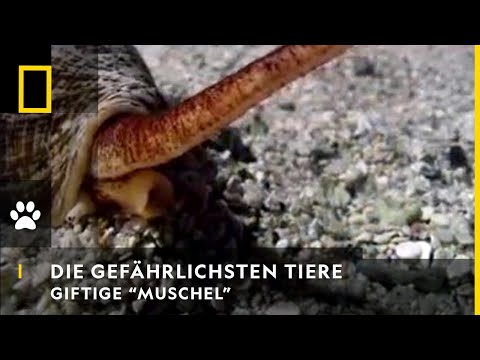 Video: Giftschneckenkegel: Arten, Beschreibung, Struktur