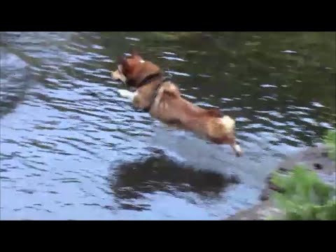 Bonbuono 飛び込みコーギー 2分間で4回飛び込むぼんちゃん Active Corgi Had 4 Times Diving Within 2min Youtube Bonbuono 飛び込みコーギー 2分間で4回飛び込むぼんちゃん Active Corgi Had 4 Times Diving Within 2min Youtube
