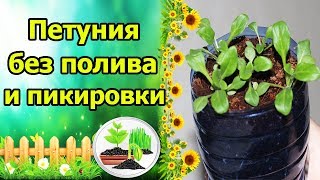 ПОСЕЙ И ЗАБУДЬ! ПЕТУНИЯ ДЛЯ ЛЕНИВЫХ - БЕЗ ПОЛИВА, БЕЗ ПИКИРОВКИ! ПОСЕЙ И ЗАБУДЬ! ПЕТУНИЯ ДЛЯ ЛЕНИВЫХ - БЕЗ ПОЛИВА, БЕЗ ПИКИРОВКИ!