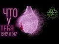 НУМАН АЛИ ХАН - ИЗУМЛЕННЫЙ КОРАНОМ - ЧТО У ТЕБЯ ВНУТРИ?