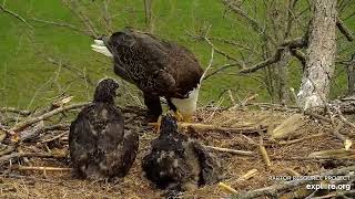 Decorah Eagles - North Nest 01.05.2024