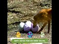 Maned Wolves Celebrate an Eggcelent Easter