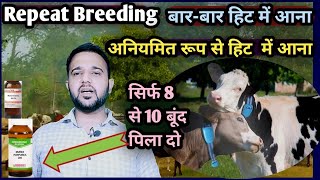 Repeat Breeding:-पशु का बार-बार हिट में आना/अनियमित रूप से हिट में आना/सिर्फ 8 से 10 बूंद पिला दो