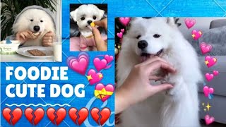 foodie cute dogs | Heart Touching Food Eating dogs by Cute animal things 56 views 2 years ago 2 minutes, 33 seconds