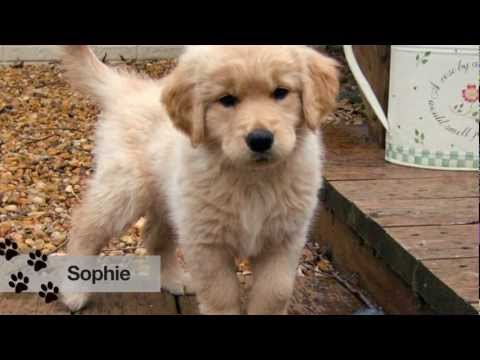 The Daily Puppy's Cutest Golden Retrievers