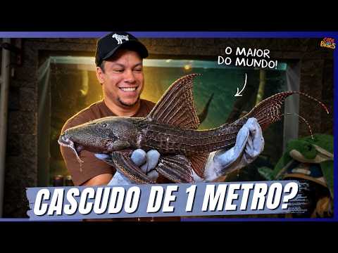 THE BIGGEST ARMORED CATFISH I'VE EVER SEEN! | THE ANIMAL HOUSE