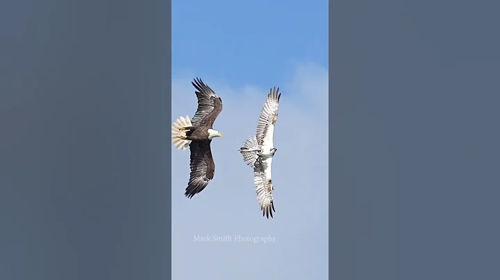 Bald eagle tries to steal a fish from an Osprey but fails. #bird #eagle #wildlife #nature - DayDayNews