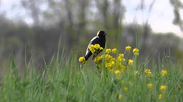 Bobolink