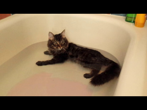 Norwegian Forrest Cat Kitten Lying in the Water