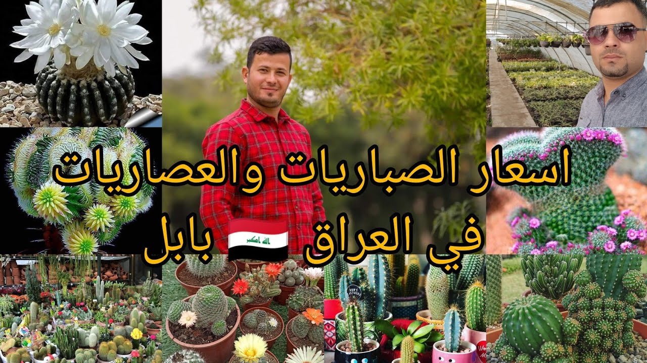 اسعار الصباريات والعصاريات في العراق 🇮🇶 بابل مشتل عالم الزراعة في العراق العنوان بالوصف الفيديو