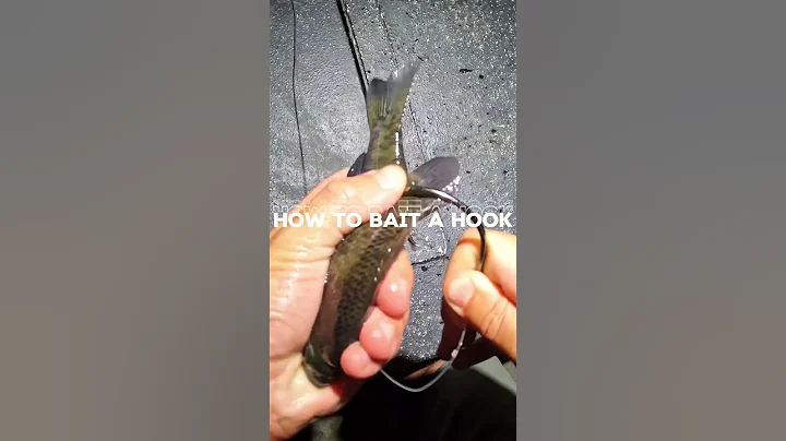 How to hook bluegill for bait!