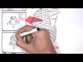 Anatomy Thorax Overview - Ribs, Sternal angle, Pleura and Pneumothorax