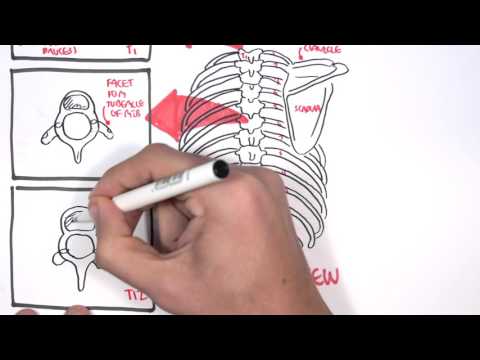 anatomy-thorax-overview---ribs,-sternal-angle,-pleura-and-pneumothorax