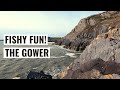 Gower Sea Fishing - A Busy Session!