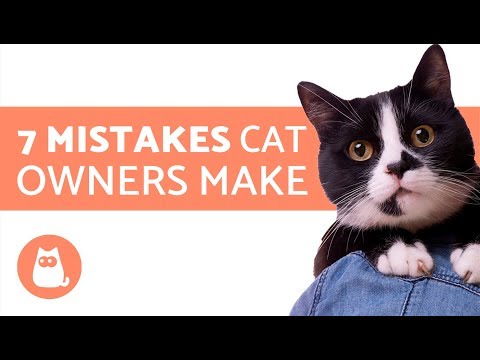 Video: How To Raise A Cat: 10 Rules